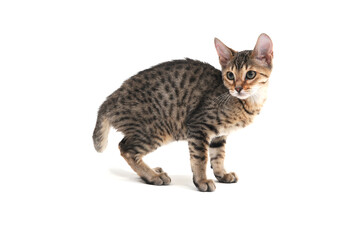 Purebred smooth-haired kitten on a white background