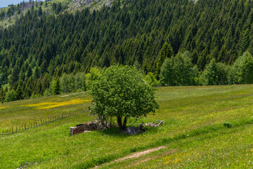 landscape with trees