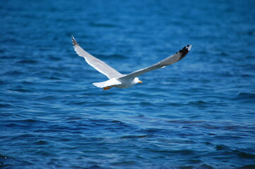 Seagull is flying over the Black sea