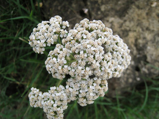 Achillea millefolium / Achillée millefeuille ou la Millefeuille à fleurs blanches fleurons...