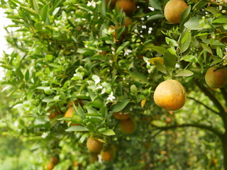 Selective focus of ripe orange with its green leaves on its branches in an orchard