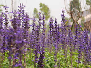 Selective focus of beautiful purple lavender, Lavandula, flowers