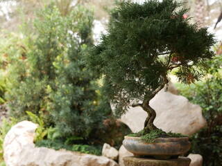 A beautiful Bonsai, small tree that mimic the shape and scale of full size tree, in a small clay pot / container
