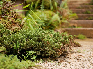 Fresh green clump of mosses, small non-vascular flowerless plants, planted for decoration / beauty in a small garden