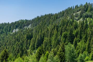 forest in the mountains