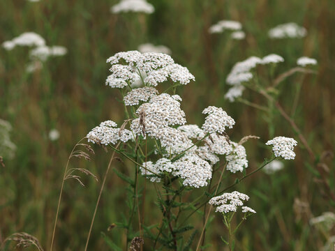 Achillea millefolium - Achill&eacute;es millefeuilles &agrave; fleurs blanches en corymbes aplaties au sommet de tiges dress&eacute;es, poilues garnie d'un feuillage velu finement d&eacute;coup&eacute;, penn&eacute;es vert fonc&eacute;