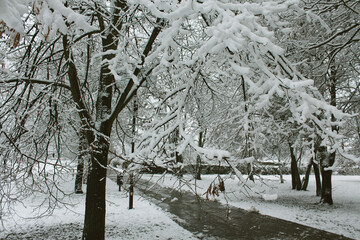 Polska zima śnieg w parku ośnieżone gałęzie krajobraz pejzaż