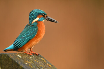 Kingfisher bird perched on the branch