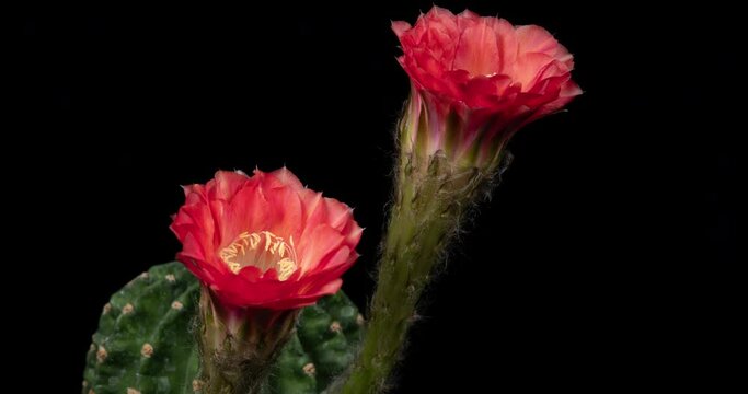 Red Cactus Flowers Timelapse of Blooming Opening