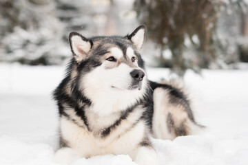 alaskan malamute lying in snow. Dog winter.