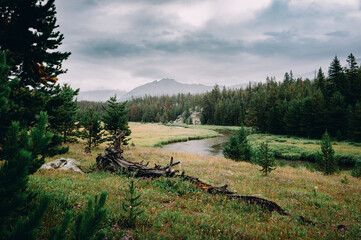 Fallen Tree in the Wind Rivers Range, Wyoming