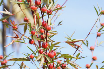 Roselle trees with fruits in the sunlight.