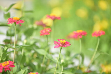 Obraz na płótnie Canvas Close up colorful flower bed in a park