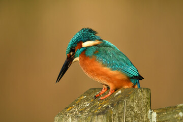 Kingfisher bird perched on the branch