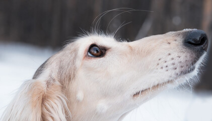 Young beautiful saluki in winter forest close up.