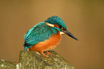 Kingfisher bird perched on the branch