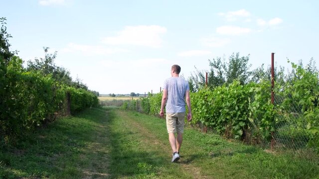 View from behind of an adult young man walking past a fence woven with grapes through his farm grounds on a summer hot day, back view, 4k