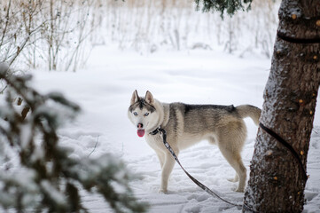 Naklejka premium Husky dog ​​is tied by a leash to a tree trunk.