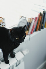 Cat in the house - a black cat on the windowsill. Cozy home and hygge trendy concept. Scandinavian style, hygge, autumn or winter weekend cozy concept.