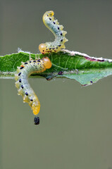 Pristiphora maesta sawfly caterpillars feeding on a leaf