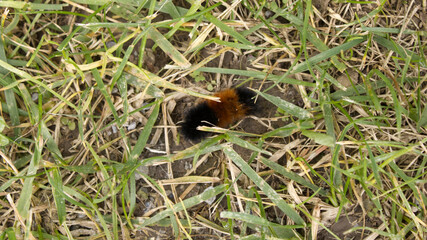 Woolly Bear Caterpillar