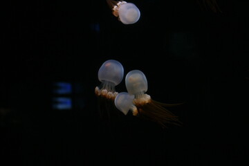 Close up of swimming jellyfish