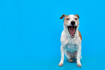 Adorable Jack Russell Terrier dog yawning sweetly with closed eyes on bright blue background in studio