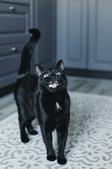 Cat in the house - a black cat on the floor with kitchen in the background. Cozy home and hygge trendy concept. Scandinavian style, hygge, autumn or winter weekend cozy concept.