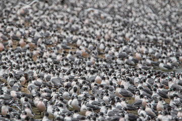 Gaviotas de Franklin