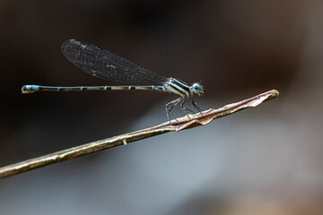 Libélula
