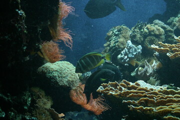 Exotic fish swimming in their tropical aquarium filled with underwater plants and spongi