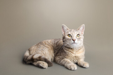 Obraz premium A cute striped tabby gray female shorthaired cat lies on a gray-beige background. Animal portrait. Pet curious looking. Place for text. Copy space
