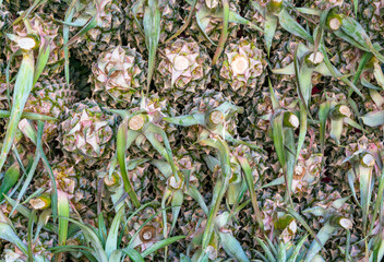Heap of ripe fresh pineapples in bulk ready to be sold in a supermarket or market, food background...