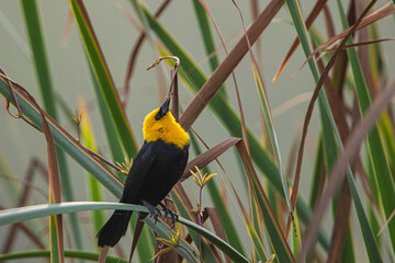 Tordo cabeciamarillo