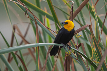 Tordo cabeza amarilla