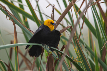 Tordo cabeza amarilla