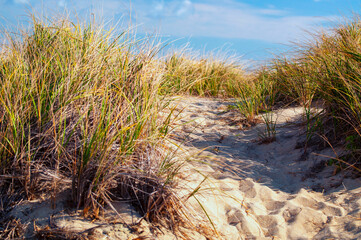 Sea Grass and Foot Prints