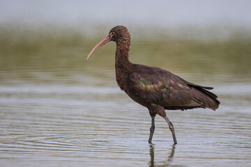 Ibis
