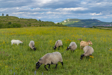 Obraz premium sheep in spring landscape near Dolni Dunajovice, Palava region, South Moravia, Czech Republic