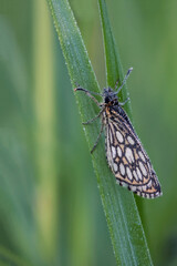 Misty butterfly on a leaf in an early morning