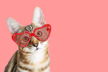 Cute Kitten Wearing Valentine Glasses