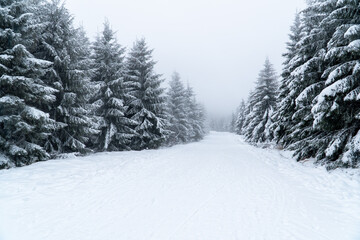 Snow-covered trees on a hillside during a snowstorm. Hiking trail high in the mountains. Hiking...