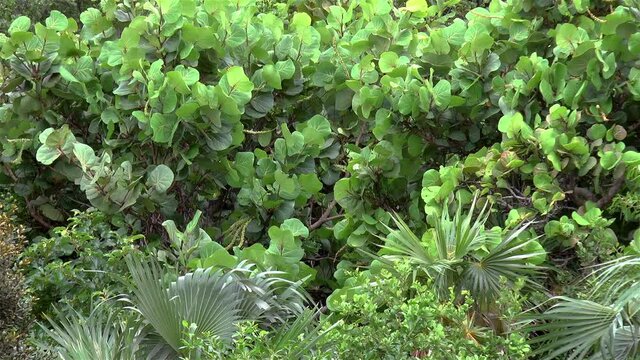 Dense tropical vegetation in Caribbean island.