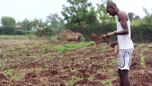 Maasai man cleaning gardening tools with machete and tending to garden