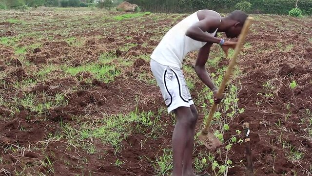 Maasai farmer using a hoe in his garden