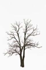 acacia tree without leaves on a white background