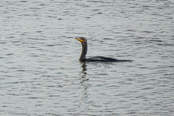 Double-crested cormorant