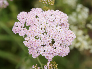 Achillea millefolium / Achillée millefeuille ou la Millefeuille à fleurs roses pâle, fleuron blanc jaunâtre en corymbes apalatis au sommet de fines tiges poilues dans un feuillage vert foncé