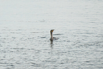 Double-crested cormorant