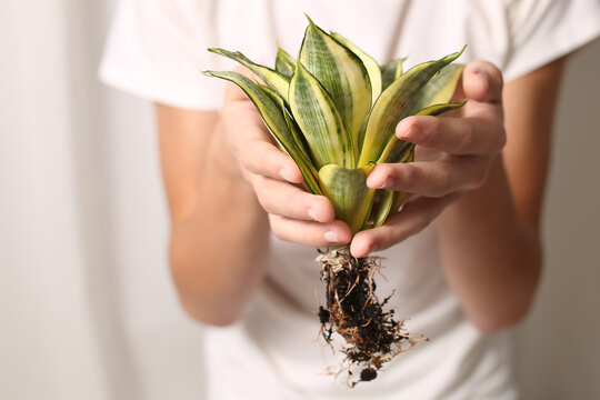 Harmony with nature, home plant succulent close-up in hands, Indoor flower sansevieria. Striped, botanical. Flora for planting in a pot. Small alloe process. Twig. Zebra cactus. Transplanting flowers.